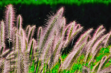 Rozplenica Japońska Red Head (łac. Pennisetum alopecuroides)  – ozdobna trawa z czerwonymi...
