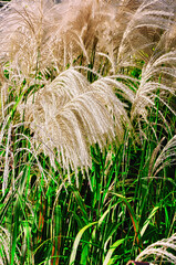 Miskant chiński (Miscanthus sinensis) – gatunek trawy ozdobnej należący do rodziny wiechlinowatych, zwany również trawą słoniową. © Pol Badger
