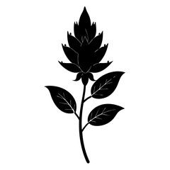 mina- lobata flower silhouette on white background