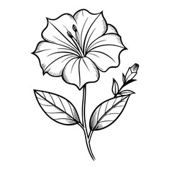  mirabilis decipiens flower line art vector on white
