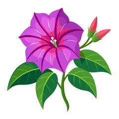  mirabilis decipiens flower vector on white