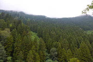 Overcast sky with forest covered mountains