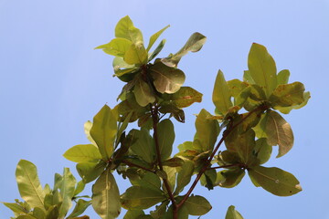 Branches of a plant, likely a Sea Almond tree (Terminalia catappa or Ketapang), are seen against a bright, neutral sky, laden with clusters of broad, ovate leaves. 