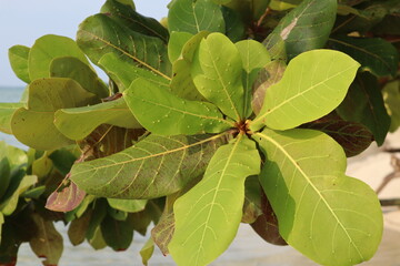 Branches of a plant, likely a Sea Almond tree (Terminalia catappa or Ketapang), are seen against a bright, neutral sky, laden with clusters of broad, ovate leaves. 