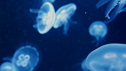 Underwater Scene of Bioluminescent Jellyfish Floating Gracefully in Deep Ocean with Calm Motion and Soft Blue Lighting - Powered by Adobe
