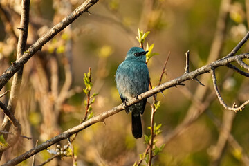 Verditer flycatcher (Eumyias thalassinus) beautiful rare bird in the tropical forest.