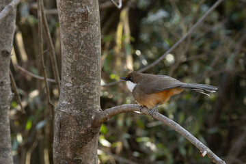 Black-browed Babbler
Malacocincla perspicillata