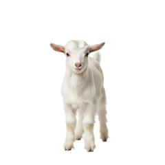 A cute white baby goat kid stands looking directly at the camera, isolated on a white background.