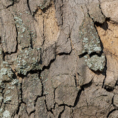 Close-Up of Cracked Tree Bark with Subtle Lichen Growth in Natural Light