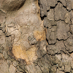 Macro of Tree Bark with Smooth and Cracked Texture Transition in Natural Light