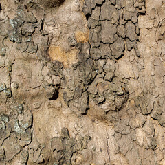 Macro Image of Textured Tree Bark with Layered Cracks and Sculptural Forms