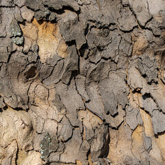 Cracked and peeling tree bark with soft color gradients – macro close-up