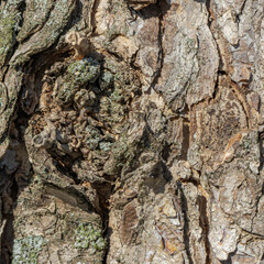 Close-up of rugged tree bark with natural textures and lichen growth