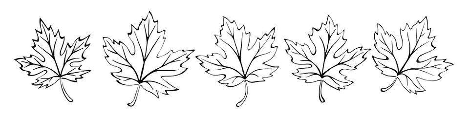 Autumn leaves on a white background, maple leaf, vector illustration