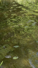 Underwater Plants and Ripples