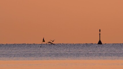 Large ship on the horizon as seagulls fly over gentle waves at sunrise near Gdynia Orłowo, in a tranquil seascape setting. - Powered by Adobe