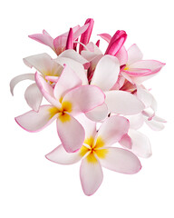 Pink Plumeria flowers (Frangipani), Fragrant pink flower blooming on branch, isolated on white background, with clipping path