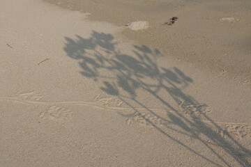 Capturing the serene beauty of nature, this image features intricate plant shadows gracefully imprinted on soft, sun-kissed beach sand, creating a tranquil and artistic natural pattern.