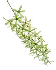 Violet Sandpaper Vine, Petrea Vine isolated on white background, with clipping path