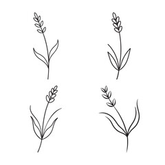 line art lavender with curved leaf set bundle on the white background