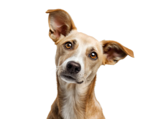 Curious light brown dog portrait; tilted head, inquisitive gaze, black background.