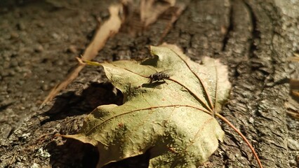 ant on a tree