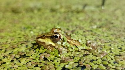 frog on the ground