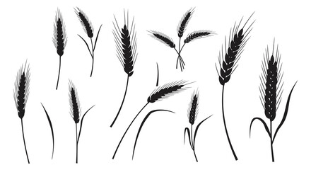 Collection of various wheat stalks and barley ears in a black silhouette style on a white background. vector design. Silhouette vector design illustration
