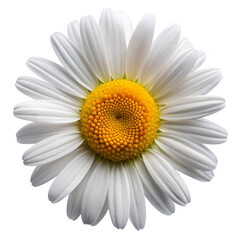 White daisy flower with yellow center isolated on transparent background