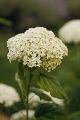 White hydrangeas bloom in a quiet garden