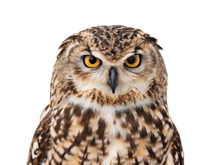 Naklejka premium Intense Owl Portrait: Sharp Focus, Fierce Gaze, Isolated Black Background