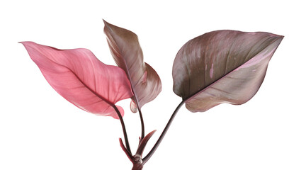 Philodendron Pink Princess plant, Philodendron Erubescens leaves, isolated on white background,...