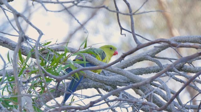 Regent parrot on sticks