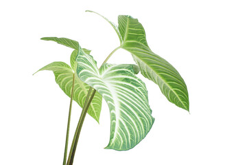 Xanthosoma Lindenii leaf, Caladium Lindenii foliage isolated on white background, with clipping path © DEWINs