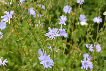 Blossom chicory (Cichorium intybus)