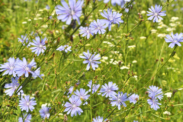 Blossom chicory (Cichorium intybus)