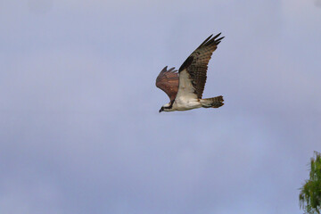 Osprey inflight against blue sky. 