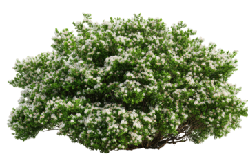 Dense cluster of small green shrubs with white blossoms