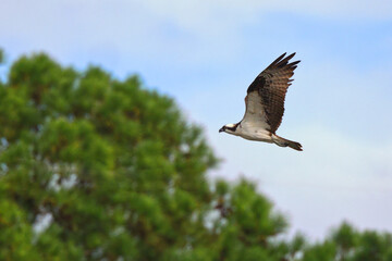 Osprey inflight against blue sky. 