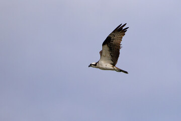 Osprey inflight against blue sky. 