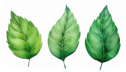 vibrant green watercolor leaves illustration botanical art