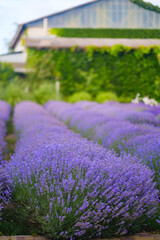 Obraz premium Growing lavender in the garden, at home