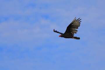 Large black bird with red head turkey buzzard inflight against deep blue sky. 