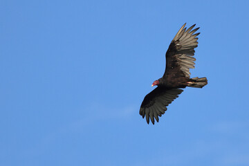 Large black bird with red head turkey buzzard inflight against deep blue sky. 