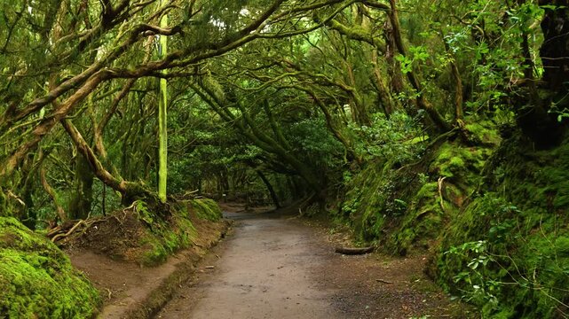 Lush laurel forest with moss-covered trees and dense green foliage, filmed with smooth camera movement in Anaga mountains, Tenerife