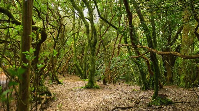 Lush laurel forest with moss-covered trees and dense green foliage, filmed with smooth camera movement in Anaga mountains, Tenerife
