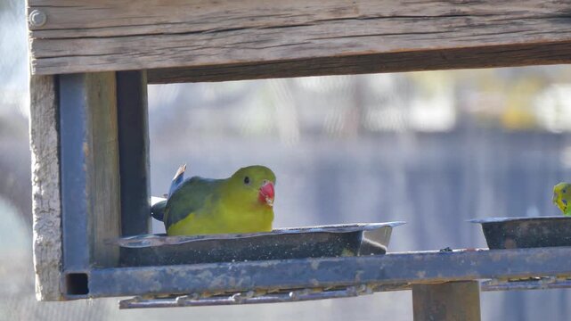 Regent parrot eating 