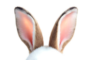Closeup of fluffy rabbit ears isolated on transparent background