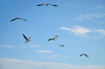 Group of seaguuls flying in blue sky with white clouds.Summer,sea gull,fauna, wild birds, wildlife, protection.