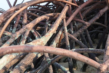 A dense network of reddish-brown mangrove prop roots anchors a tree in sandy-muddy coastal ground at low tide. 